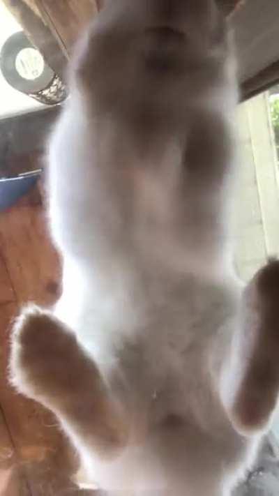 New to owning a bunny so not sure why she does this but it always gives me giggles, so enjoy!