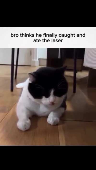 Cat's reaction: Mission accomplished.