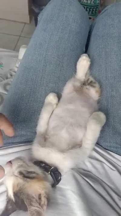 Our Stupid Cat, back when she was a baby