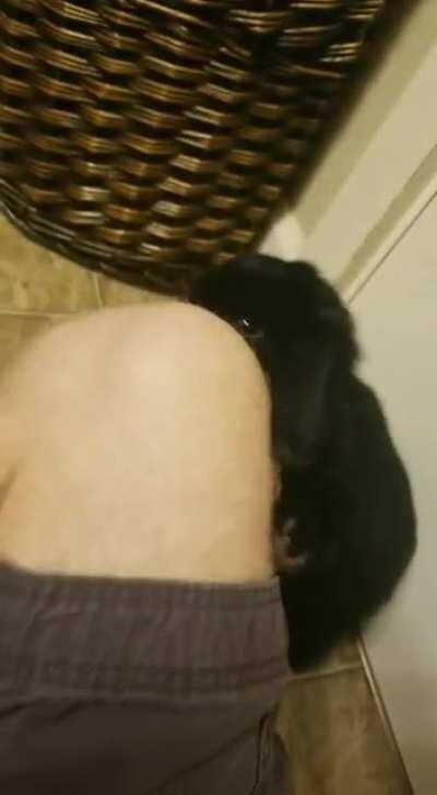 Ziggy's Dislocated Hip