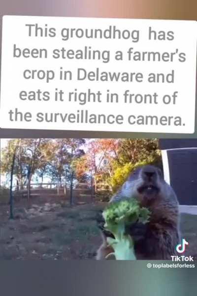 to stop a groundhog from stealing his crops