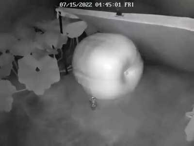 Timelapse of a 700lb pumpkin growing.