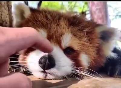 He was a little pensive today