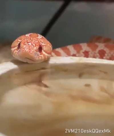 Cute hognose snake drinks water