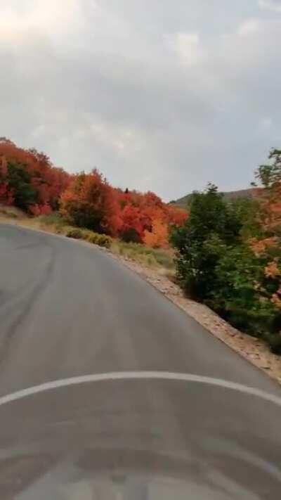 Road up towards guardsman pass from midway is lit with fall colors
