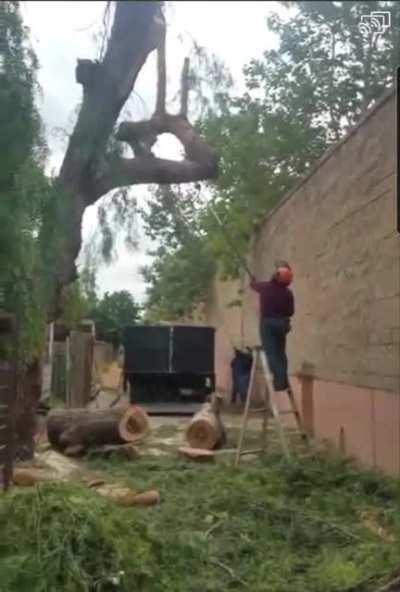 Man Vs Tree