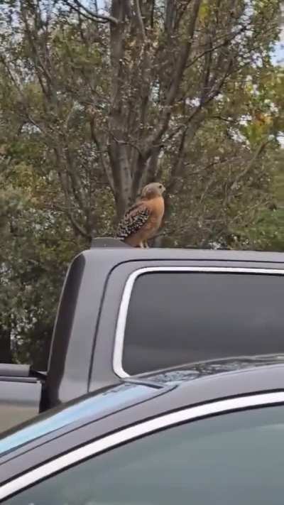 Another hawk: red tailed, red shouldered, or other?