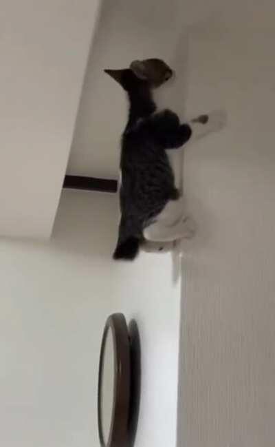 My name is Kitty Parker. I was bitten by a radioactive spider.