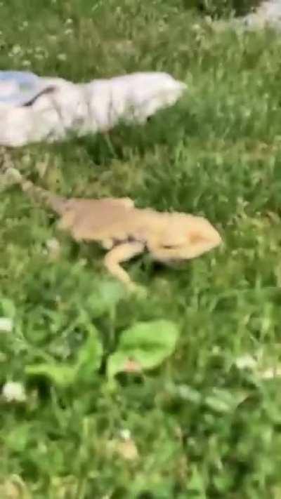 He thinks the outdoors belong to him 🤷🏼‍♀️