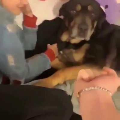 WCGW showing the middle finger to a dog.
