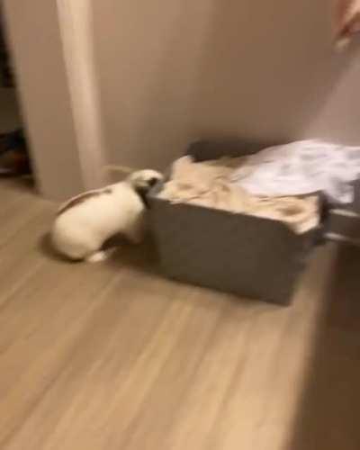 Hippity hoppity onto the laundry