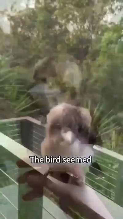 A man rescues a bird and later gets an amazing surprise.