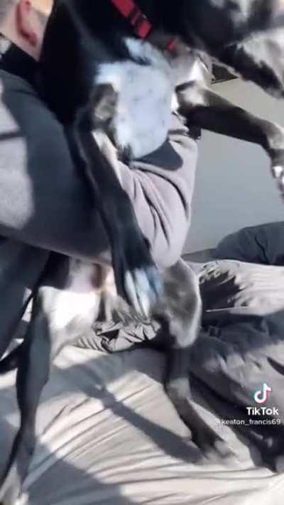 Sadistic animal abuser violently breaks dogs back