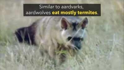 Meet The Aardwolf: These nocturnal creatures are very shy. They have a diet that consists of mainly termites. They can eat 200,000 termites in one night.