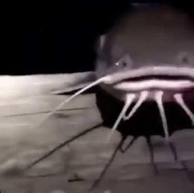 🐈Catfish In The Night🐟
