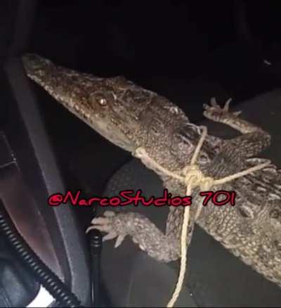 Nothing to see here guy just driving around with a goddam crocodile 😂🤫