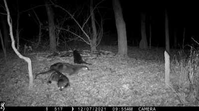 River otters playing in the leaves