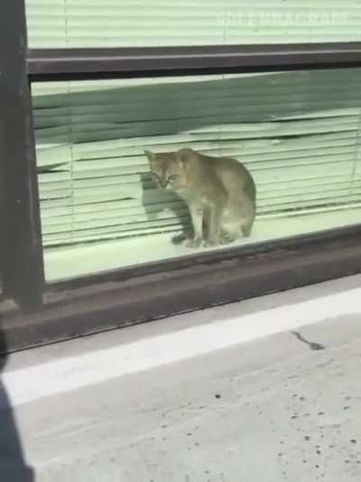 Enjoyable window cleaning experience