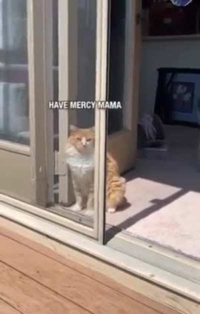 Te amo gatinho burro, te amo!!!