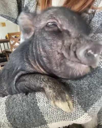 Yawning and getting comfy