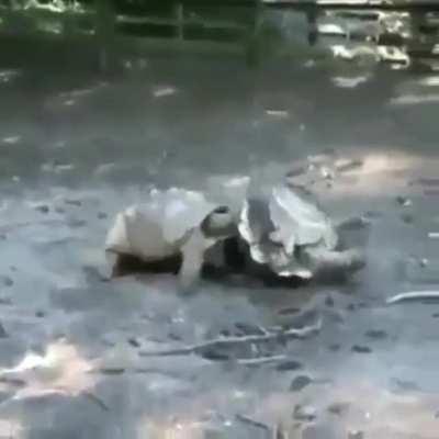 Tortoises looking out for each other