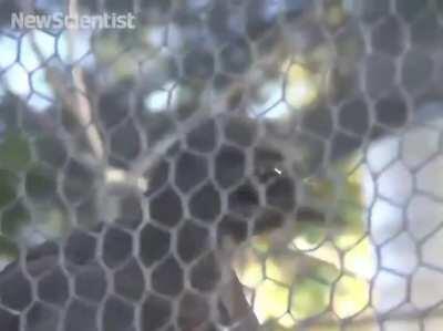 Лирохвост живущий рядом со стройкой имитирует звуки инструментов