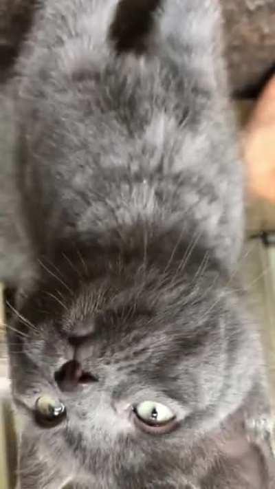 Illegally smolcriminal want food NOW! Penelope is the brains of the assault operation.... Aaaah help