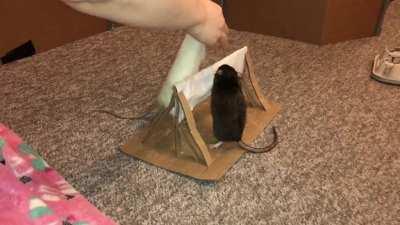 Omelet and Donut Attempting their 1st ratty Volleyball Game!