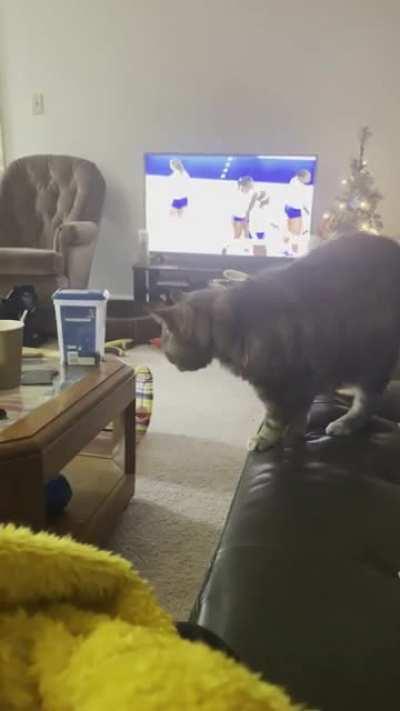 My old lady kitty doing the best she can to get to a chicken sandwich on the table