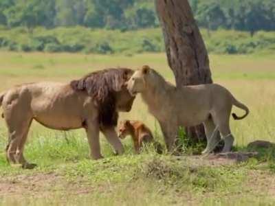 Lion greets cub and lioness
