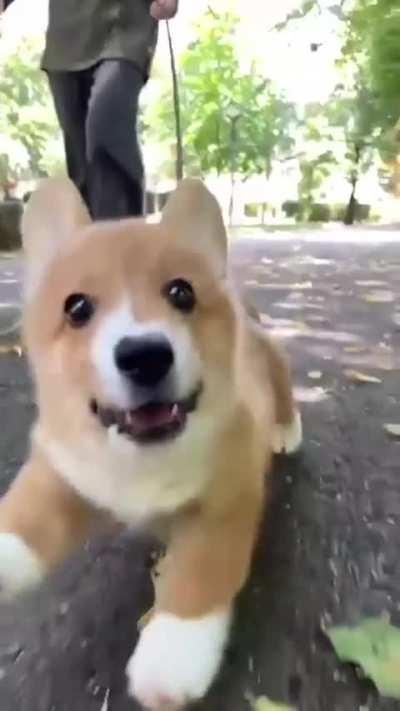 Cute puppy is running towards you!
