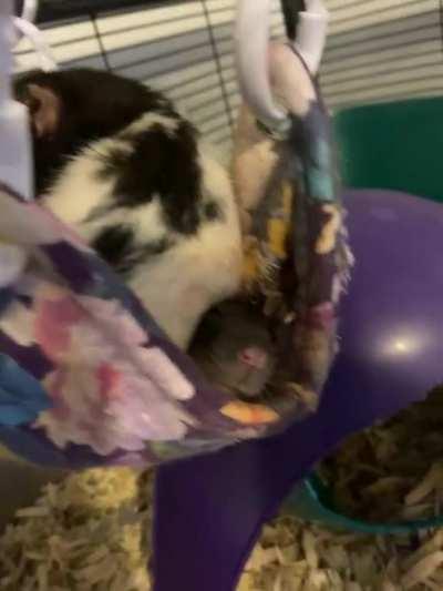 Rattie reconsiders life