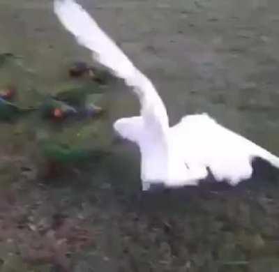 Aussie ‘jerkbird’ cockatoo doing what it does
