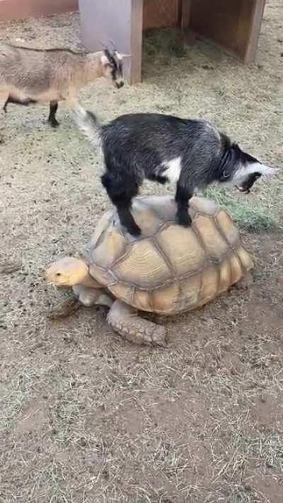 Marion and the kids- Stevie and Janis.