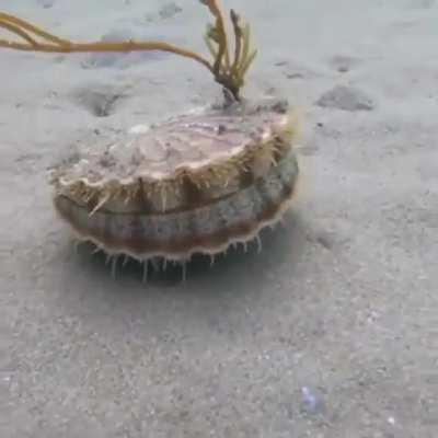 Thanks, I love how scallops swim!