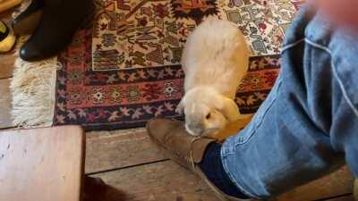 That’s cool, I didn’t need laces anyway