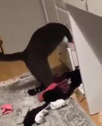 Where is my socks, I will be late for work