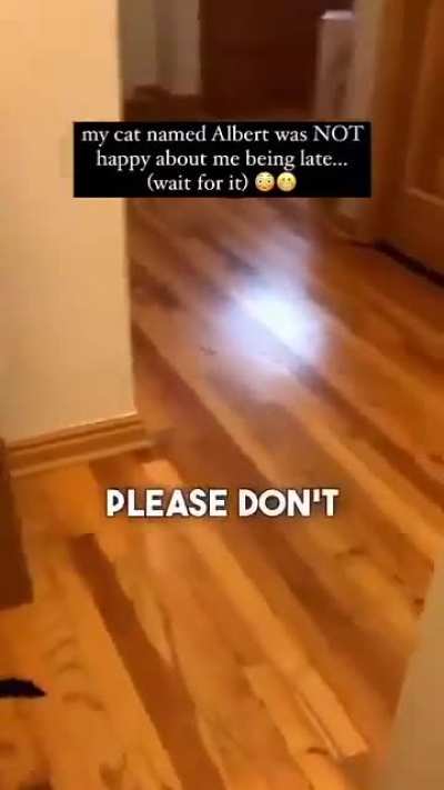 Buenas noches. Mi gato Albert no está muy feliz cuando llego tarde....