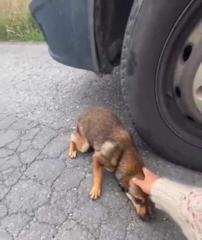 Scared puppy just needed some affection