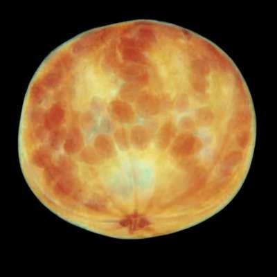 We CT scanned a pomegranate.