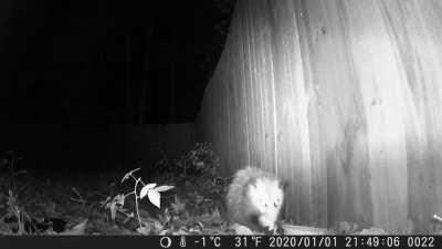 I befriended my backyard Possum! Thank you @Opossum_2020 for all your help, it worked!btw this amazing trail cam is only 30$ on amazon and has amazing resolution. I get up so early now because I'm excited to see what the Possums have been up to