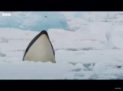 Orcas are scary smart