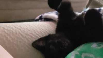 Just a typical conversation 😸