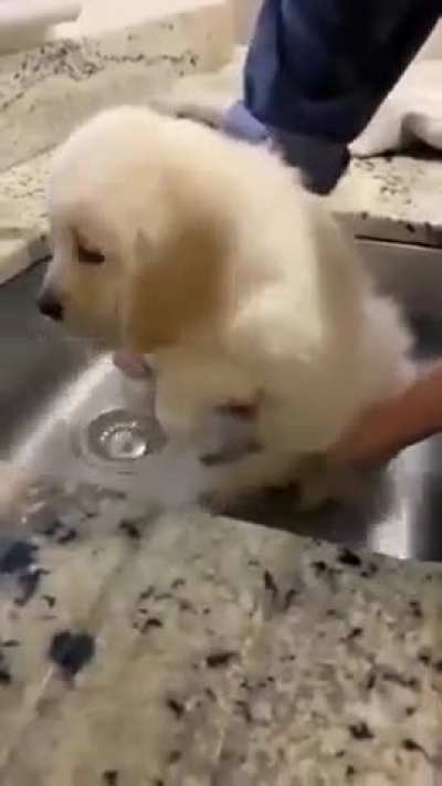 SiCKO triES tO DrOWn His pUpPY wHIle iT DEspERAtELy TrIeS tO EScape