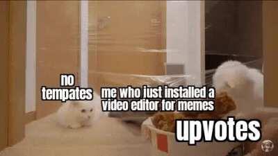 Cute kitty should do