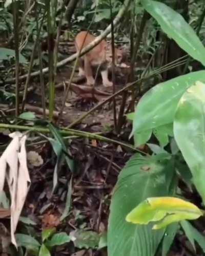 Family Walks Through The Jungle & Gets A Wild Surprise