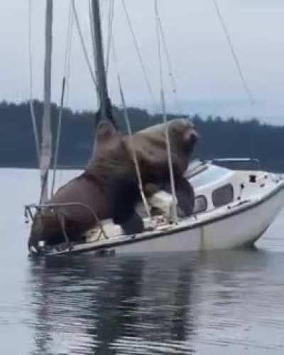 They need to buy a bigger boat.