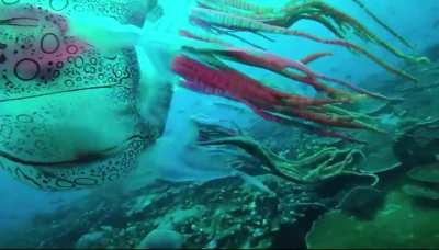This enormous box jellyfish with incredibly rare markings was filmed off PNG by Scuba Ventures Kavieng