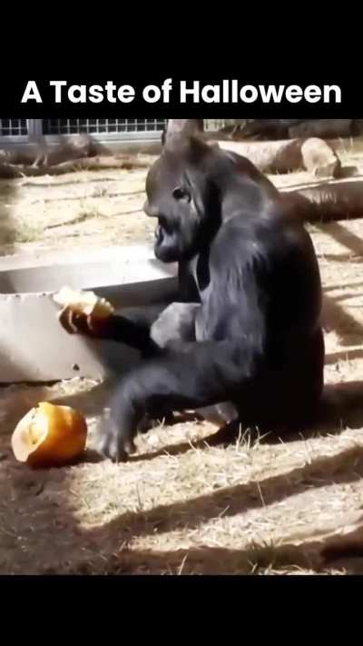 Vintage halloween video from Gorilla Foundation!