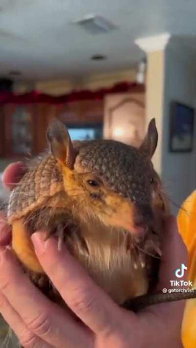 armadillo so cute